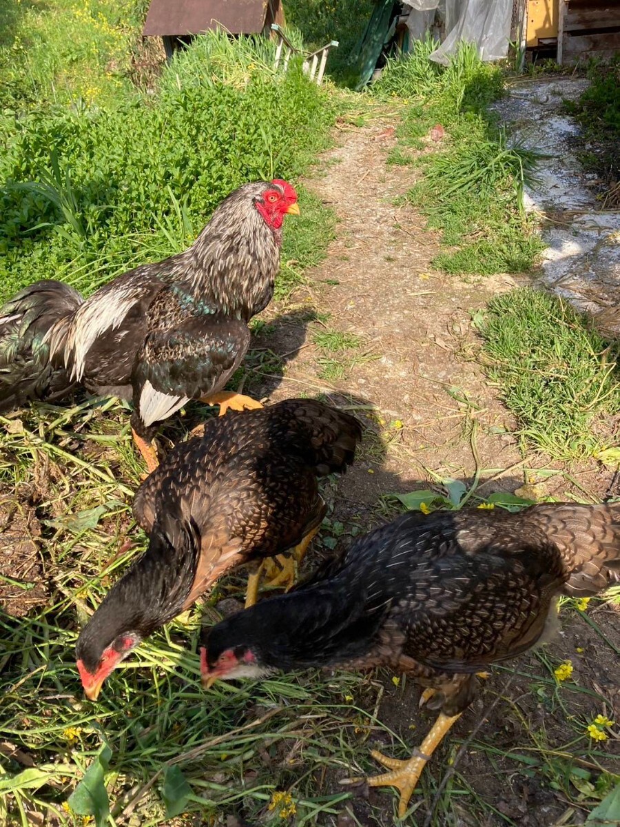 食用、声良鶏の卵 ４個の画像5