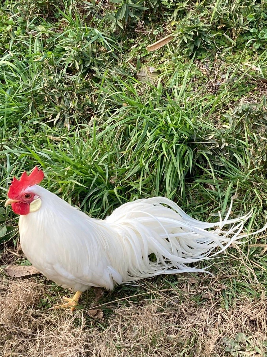 食用、蓑曳矮鶏(白色)の卵5個_画像2