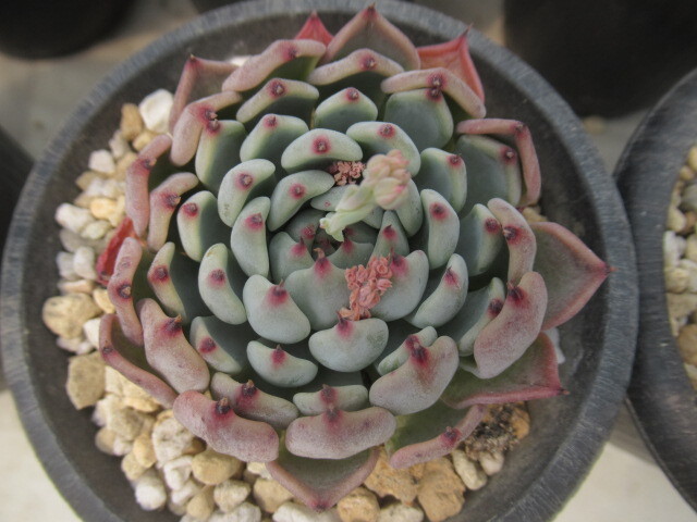 多肉植物 エケベリア・CherryBlossom（大）【在庫残りわずか】の画像1