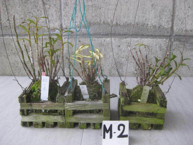 セッコク コケ玉 木枠入り吊り 3種 3個 M-②   長生蘭 野生ラン 富貴蘭 フーラン 古典植物の画像1