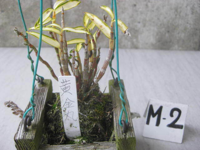 セッコク コケ玉 木枠入り吊り 3種 3個 M-②   長生蘭 野生ラン 富貴蘭 フーラン 古典植物の画像5