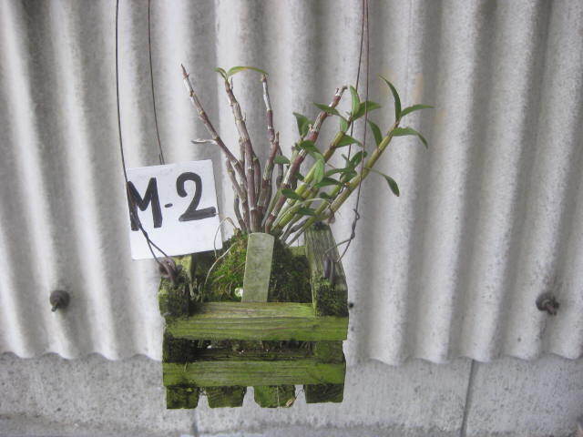 セッコク コケ玉 木枠入り吊り 3種 3個 M-②   長生蘭 野生ラン 富貴蘭 フーラン 古典植物の画像6