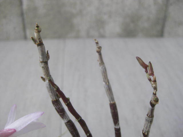 セッコク丸木付け 2株植え 2本 C-②   長生蘭 野生ラン 富貴蘭 フーラン 古典植物の画像4