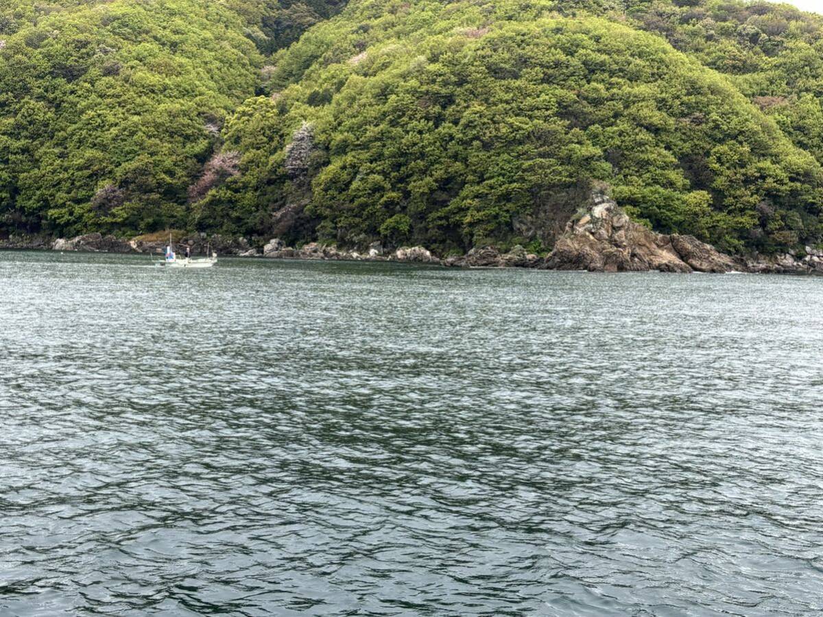 セトウチマイマイ 若貝 2.5cm前後 生体2匹 貝 貝類 陸貝 カタツムリ マイマイ 山口県産 ランダム発送 ②_画像4