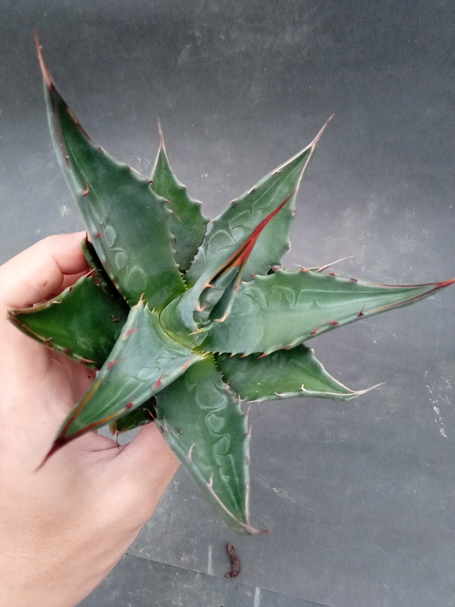  agave jento Lee C