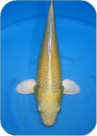  Pro . chosen common carp 100 selection super preeminence goods NO 4-52 2 -years old mountain blow yellow gold 39cm