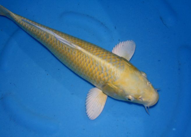  Pro . chosen common carp 100 selection super preeminence goods NO 4-52 2 -years old mountain blow yellow gold 39cm
