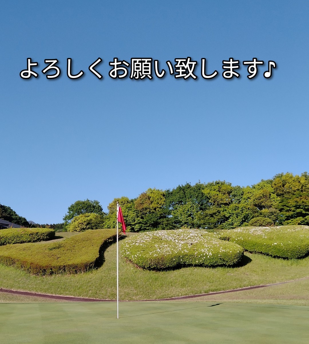 ゴルフティー150本ロングティー83mm白　竹製　バンブーティー　ウッドティー　新品未使用　golf Tee お徳　ゴルフ用品_画像5