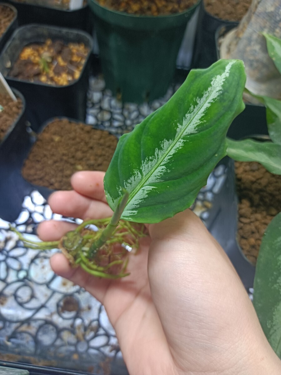 Aglaonema pictum Argentum Grand 輸入株 、の画像4