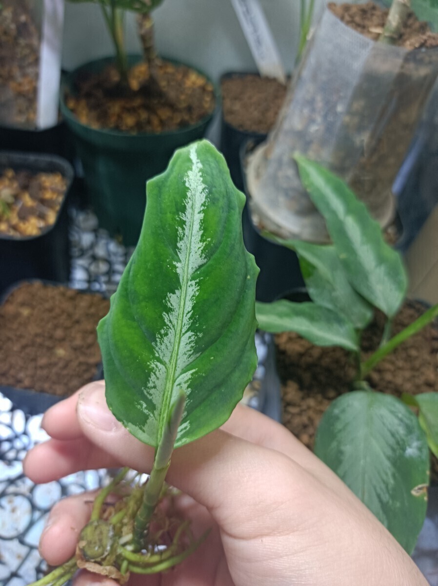 Aglaonema pictum Argentum Grand 輸入株 、の画像5