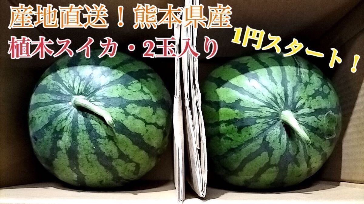 送料無料☆1円スタート☆熊本県産植木スイカ 1ケース 2玉入り 産地直送の画像1