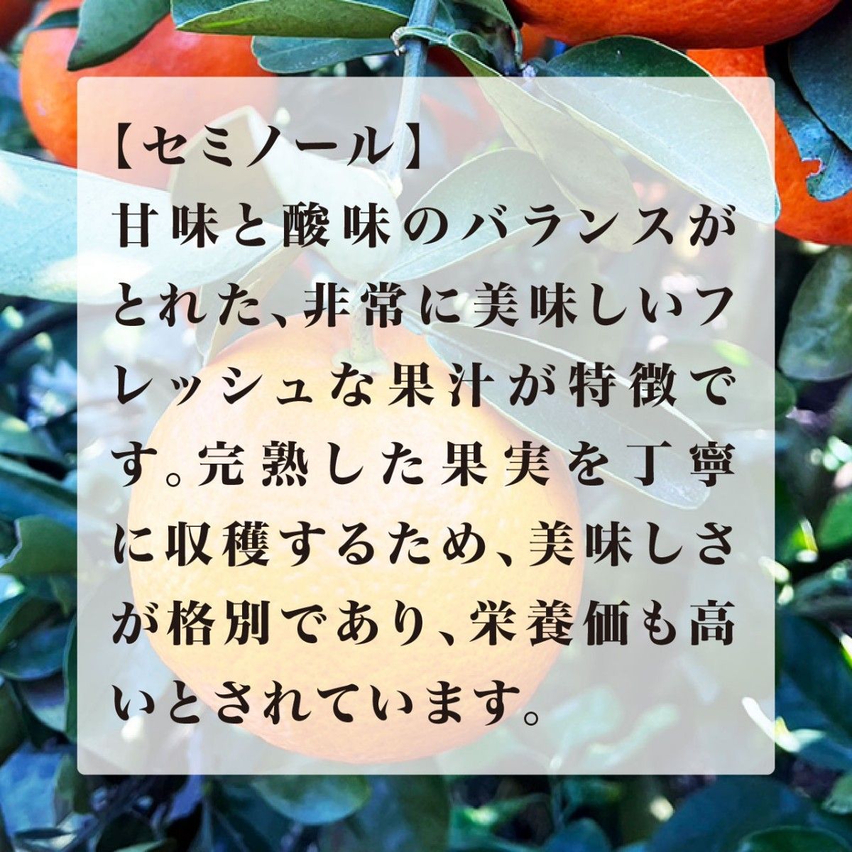 【もぎたてお届け】和歌山県有田産　セミノール　有田みかん　爽やかな甘酸っぱさ　果汁たっぷり　低農薬栽培　3㎏　送料無料 温州みかん