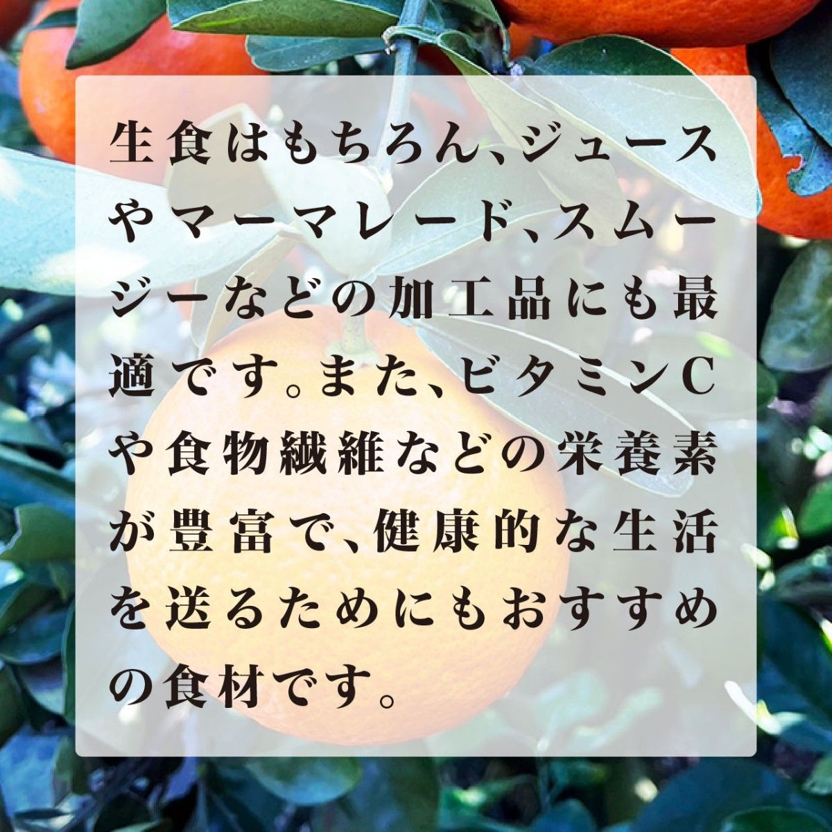 【もぎたてお届け】和歌山県有田産　セミノール　有田みかん　爽やかな甘酸っぱさ　果汁たっぷり　低農薬栽培　5㎏　送料無料 温州みかん