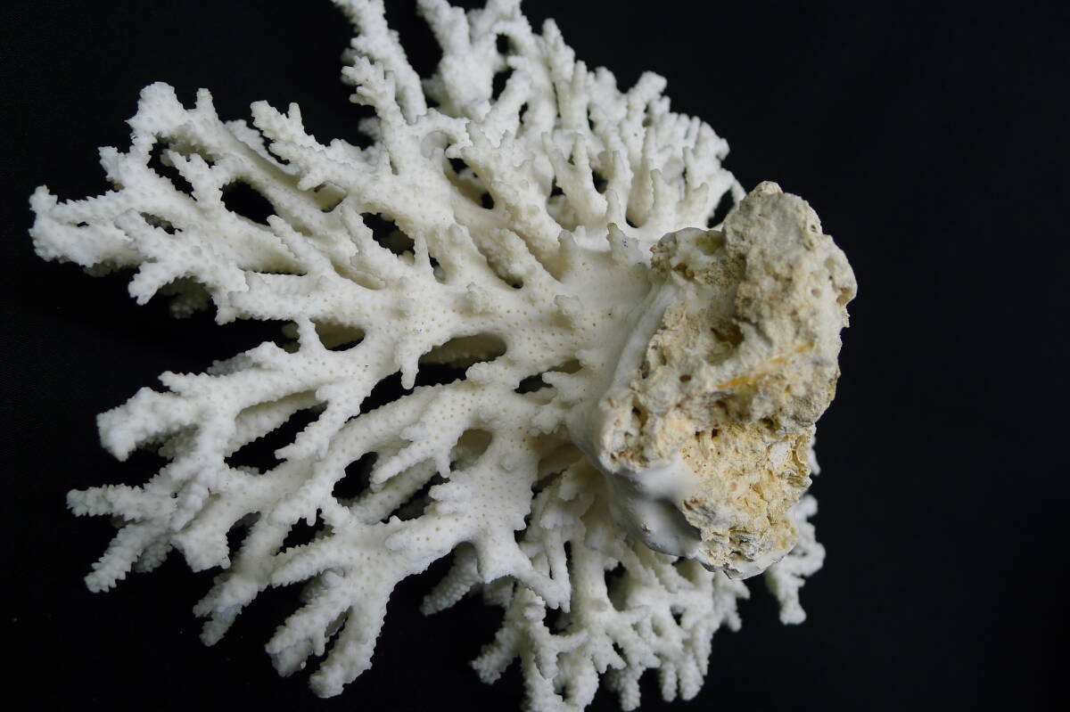 dd1182● 白珊瑚 サンゴ 珊瑚昭 さんご インテリア ディスプレイ オブジェ 置物 飾り 水槽 アクアリウム/80_画像6