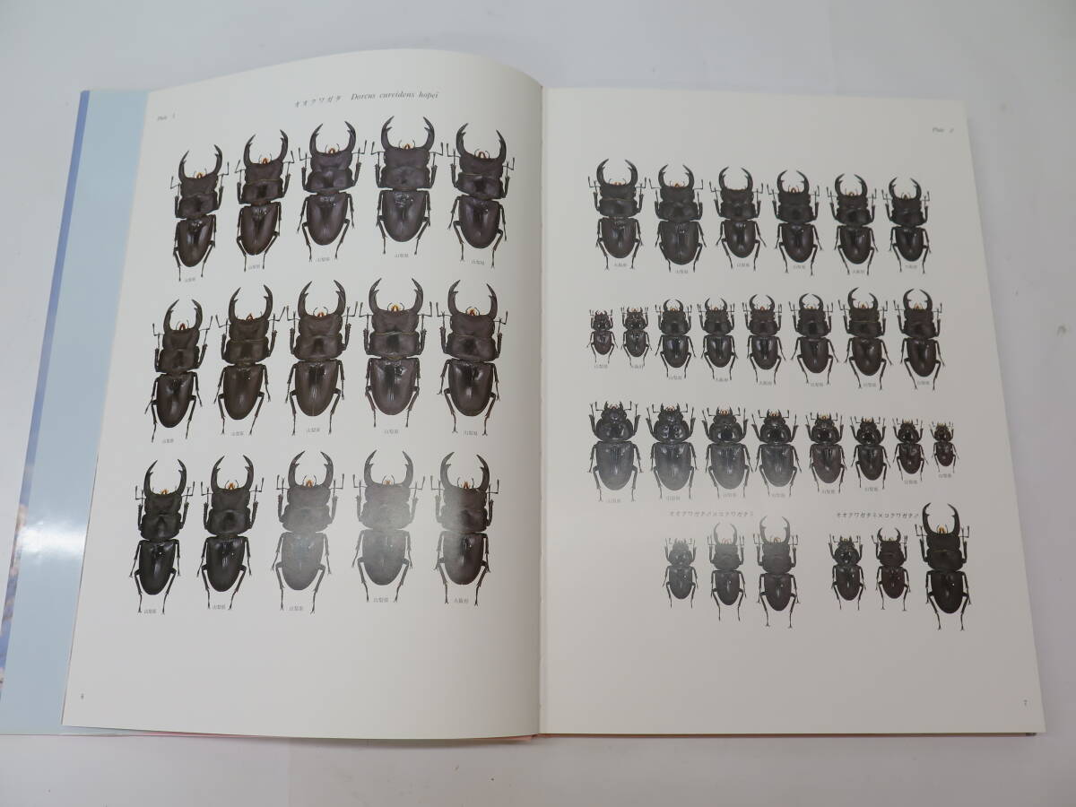 [ out of print ] Japan production stag beetle large illustrated reference book insect . Yoshida .. work 1996 year issue 