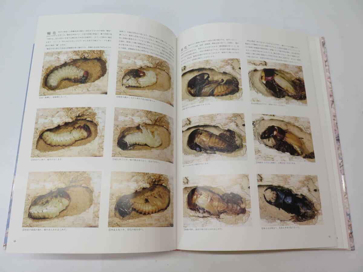 [ out of print ] Japan production stag beetle large illustrated reference book insect . Yoshida .. work 1996 year issue 