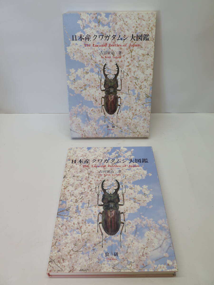 [ out of print ] Japan production stag beetle large illustrated reference book insect . Yoshida .. work 1996 year issue 