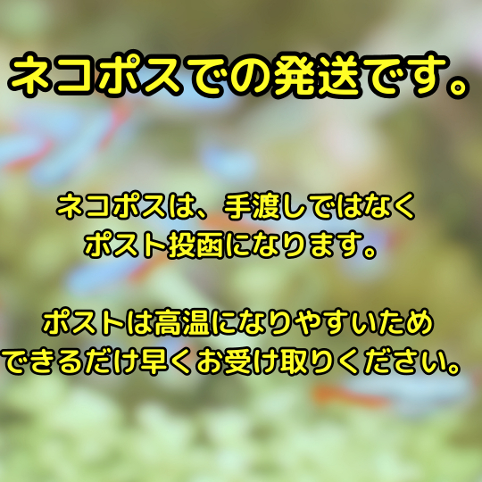 ウィローモスマット 育成済 １個 送料無料 水草 メダカ 国産 無農薬 シュリンプ水槽にも_画像5