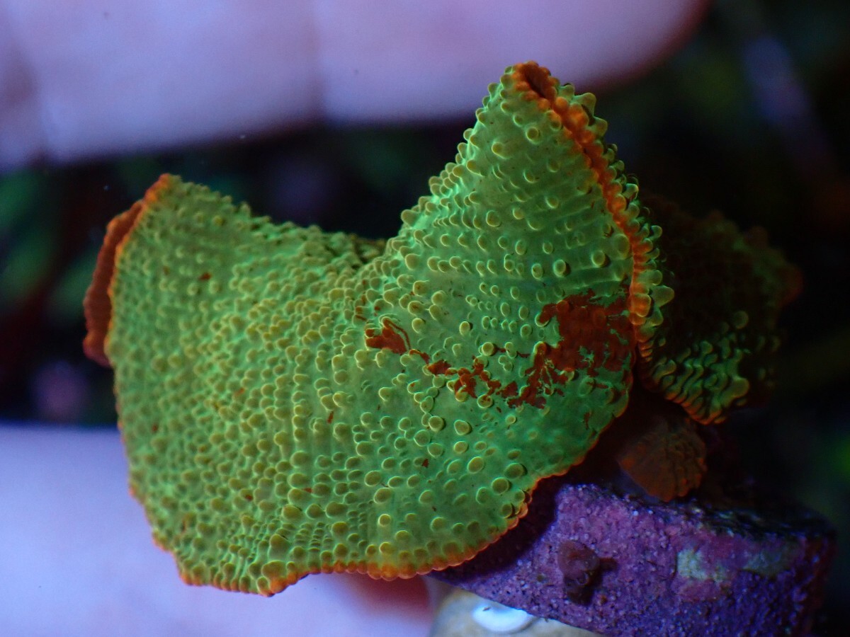 【CKブリード】Jawbreaker Mushroom ジョーブレイカー子 株付き ディスクコーラル サンゴ の画像2