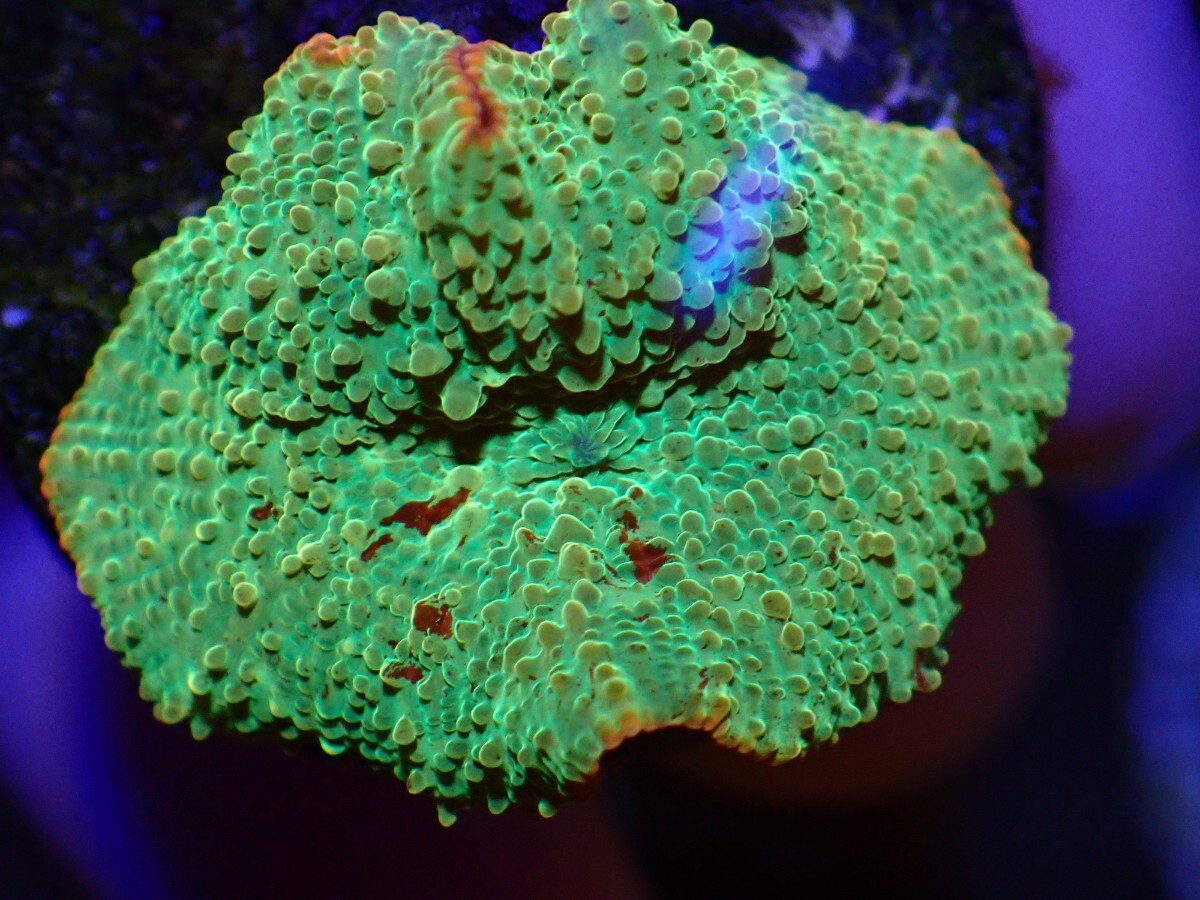 【CKブリード】Jawbreaker Mushroom ジョーブレイカー ディスクコーラル サンゴ の画像1