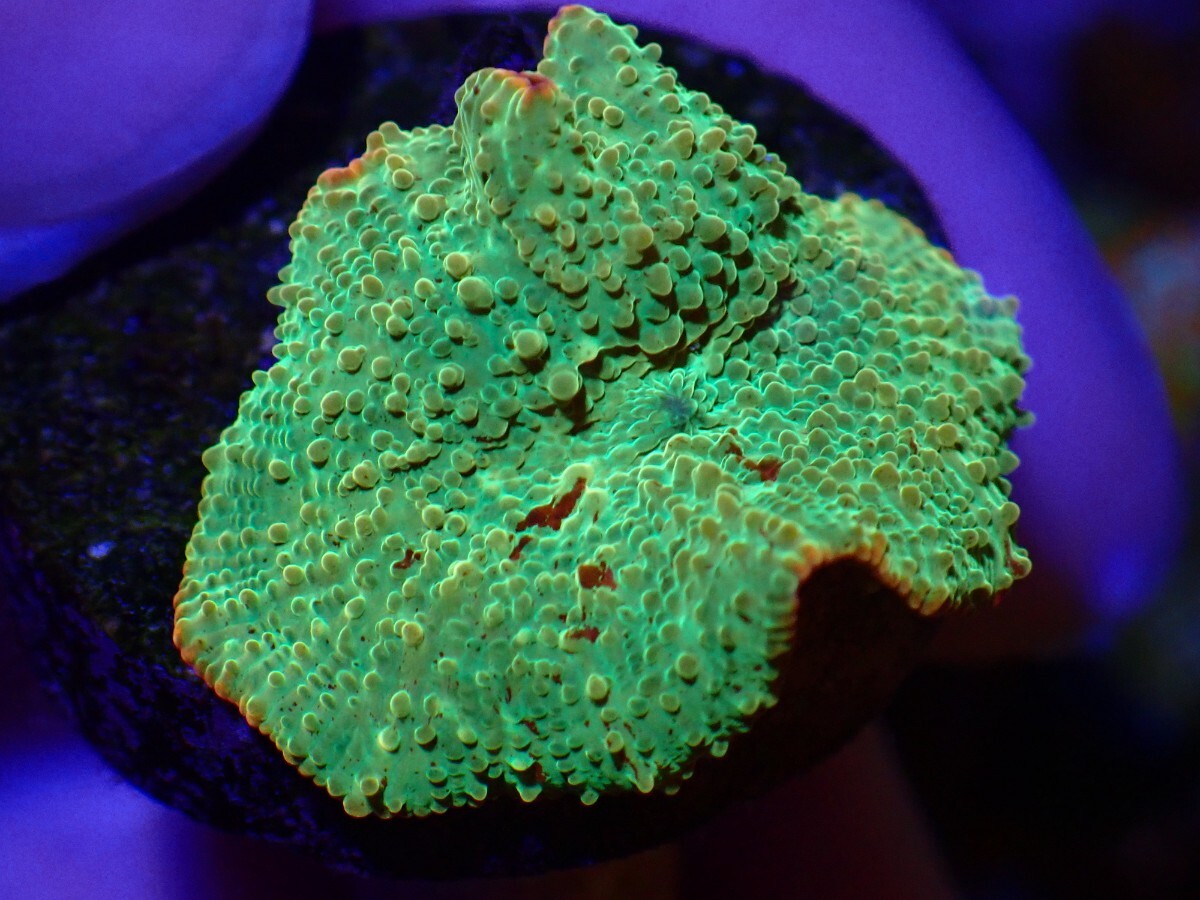 【CKブリード】Jawbreaker Mushroom ジョーブレイカー ディスクコーラル サンゴ の画像2