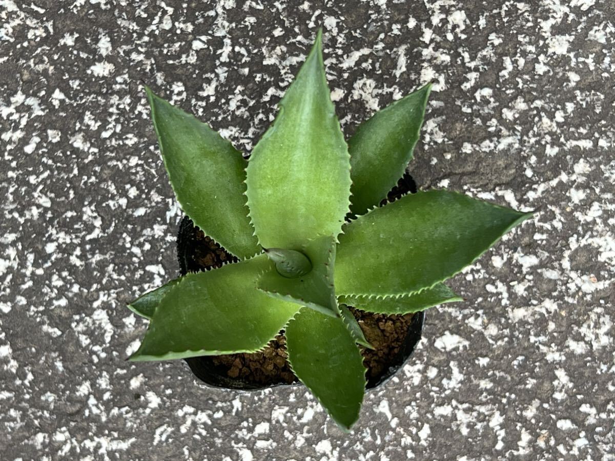 アガベ マグニフィカAgave sp. 'Magnifica'の画像2