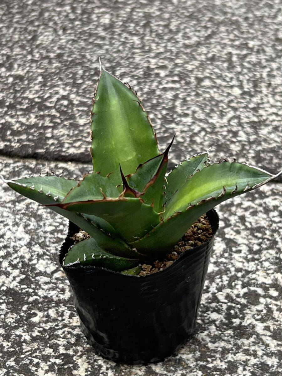 アガベ オテロイ Agave oteroi ※検索用 チタノタ titanotaの画像7