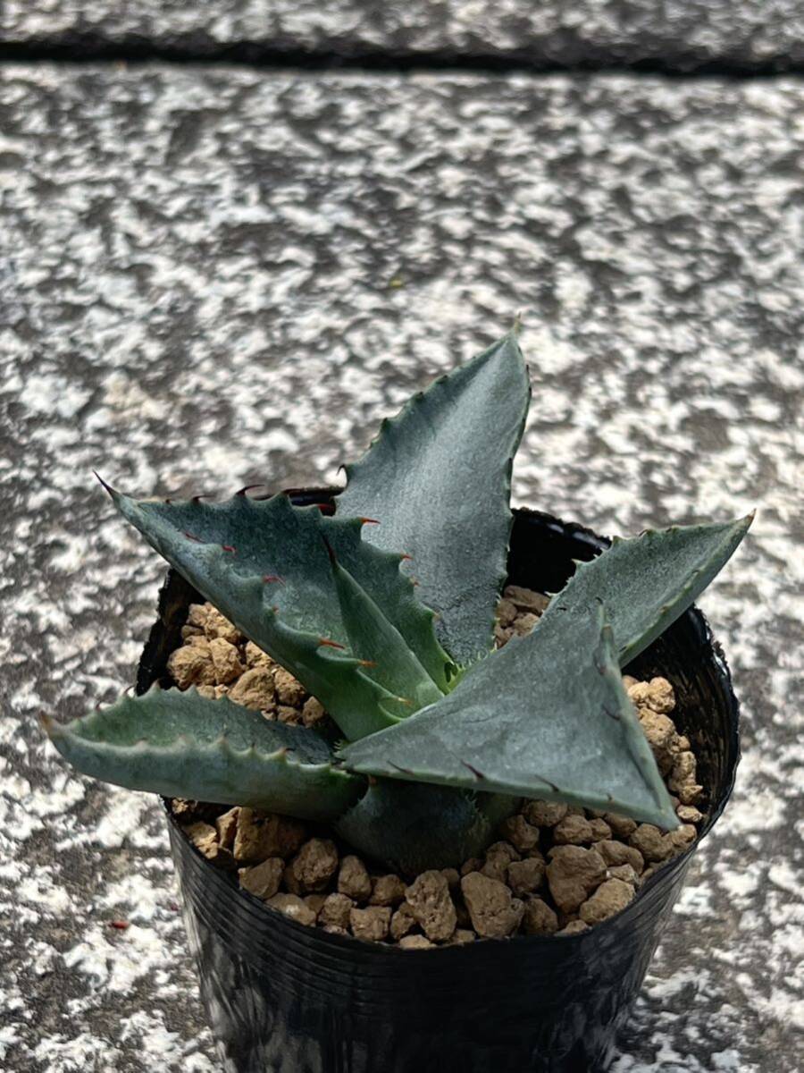 アガベ ジェントリー Agave gentryiの画像3