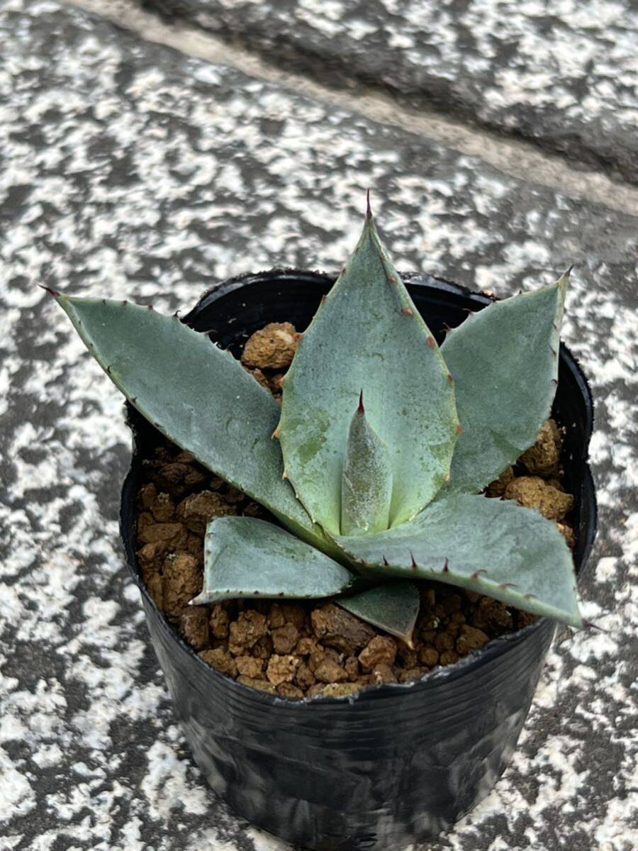 アガベ パリ—トランカータ Agave parryi var. truncata_画像4