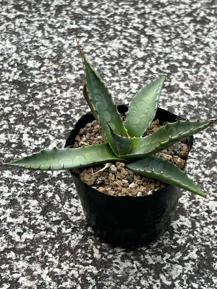 3株セット  アガベ ジェントリー Agave gentryi アガベ ワコマヒー Agave wocomahi Agave havardiana アガベ ハバーディアナの画像8