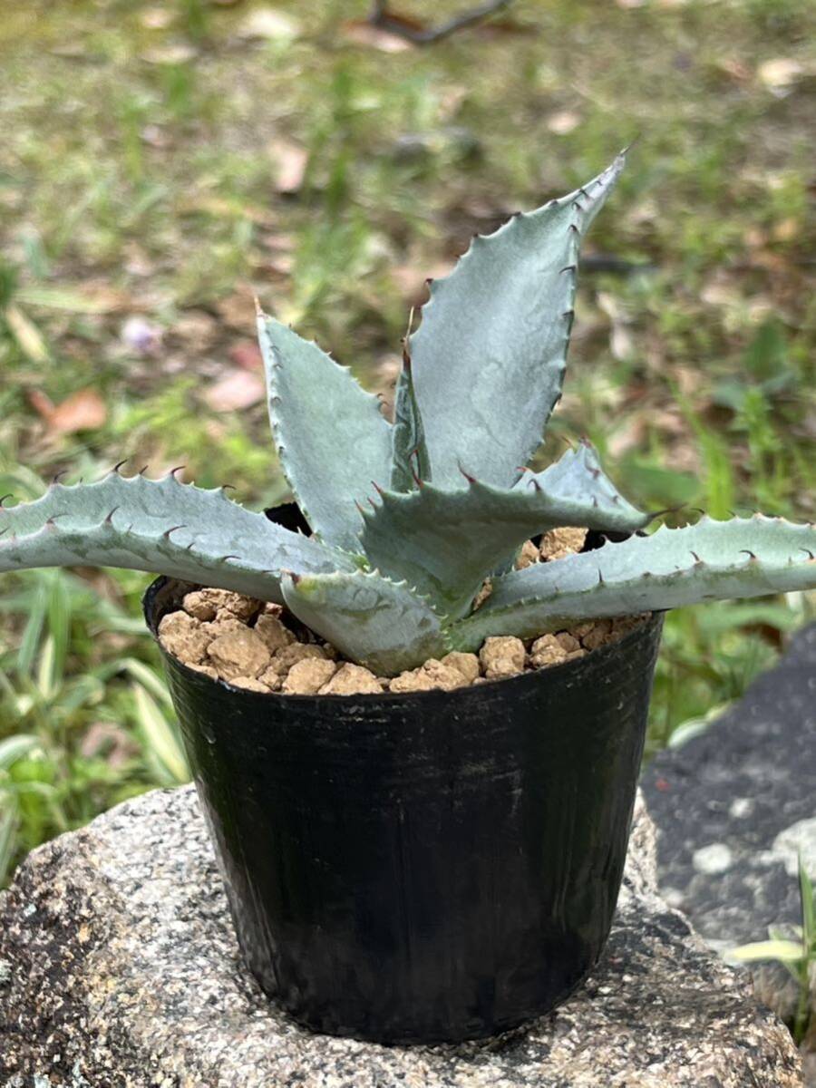 アガベ ジェントリー Agave gentryiの画像7