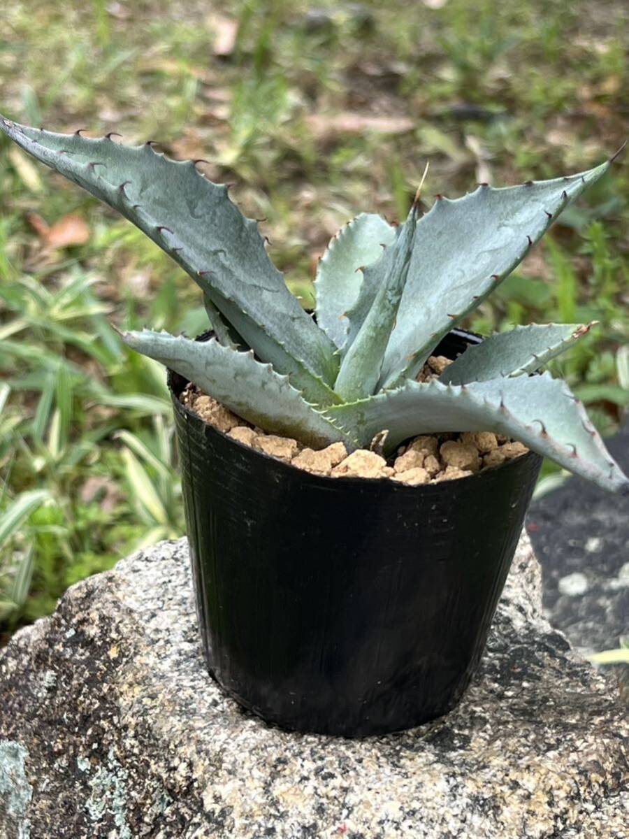 アガベ ジェントリー Agave gentryiの画像3