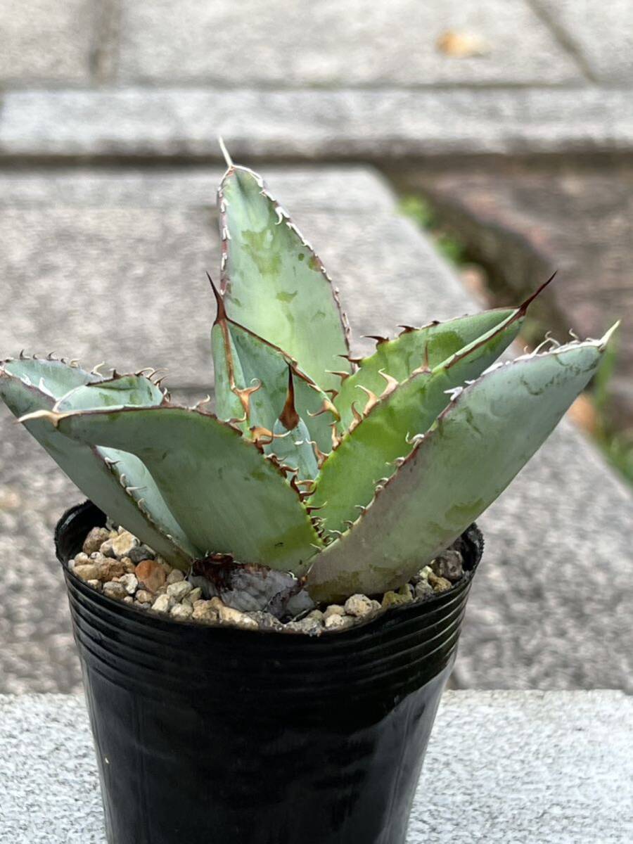 アガベ チタノタブルー Agave titanota 'Blue'の画像1