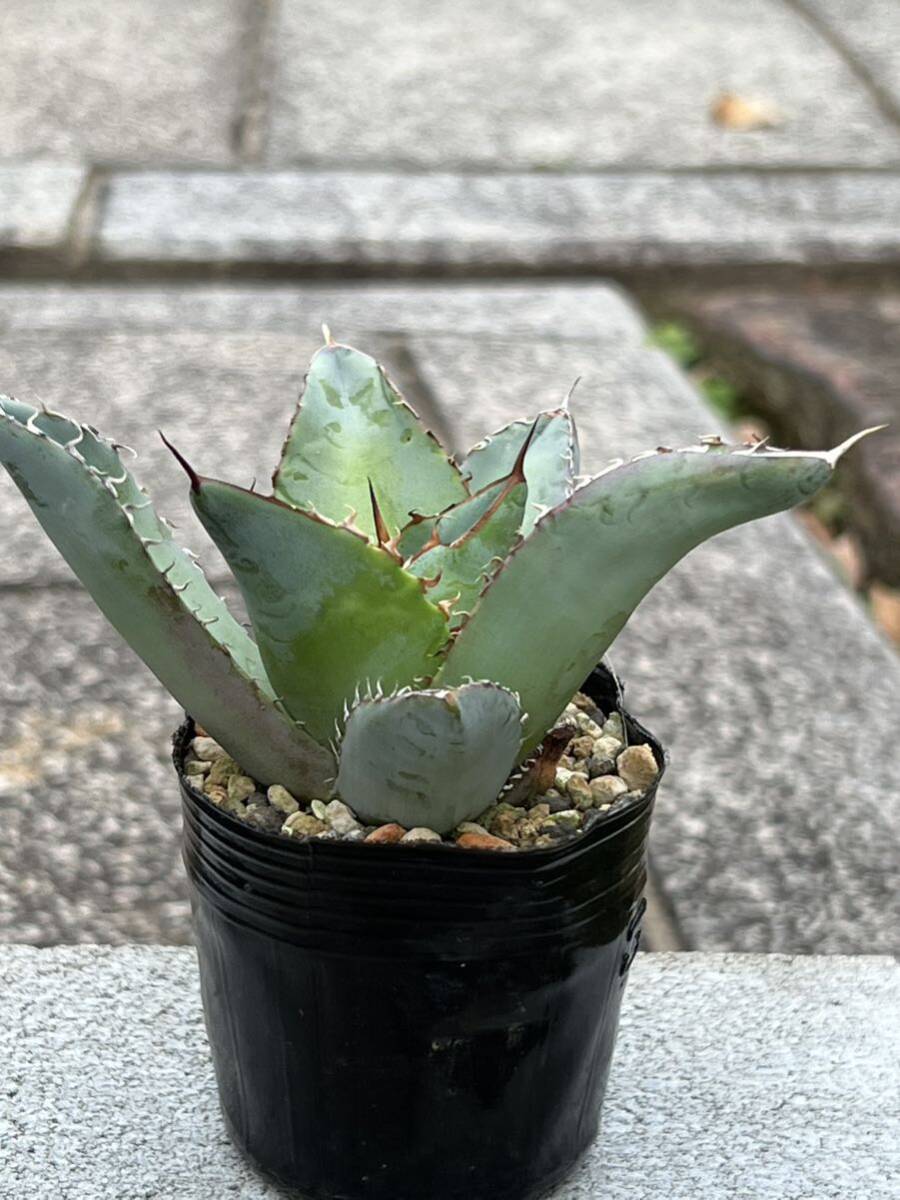 アガベ チタノタブルー Agave titanota 'Blue'の画像6