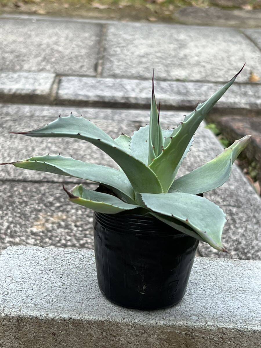 アガベ オバティフォリア Agave ovatifolia　　　　_画像1