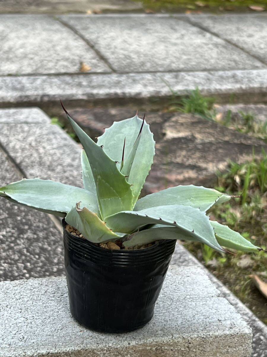 アガベ オバティフォリア Agave ovatifolia    の画像6