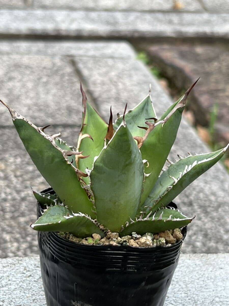 アガベ オテロイ Agave oteroi ※検索用 チタノタ titanotaの画像6