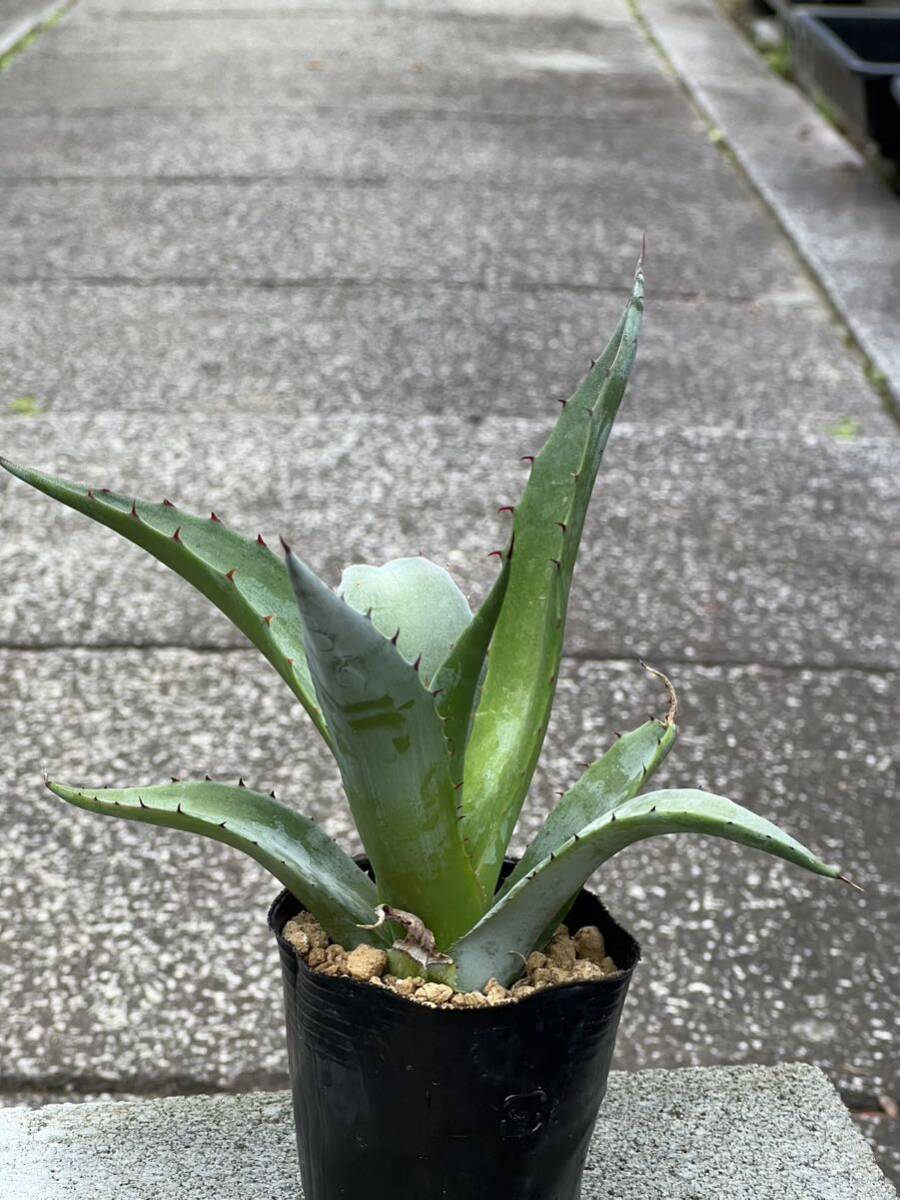 アガベ シャウィ Agave shawii subsp. shawii_画像6