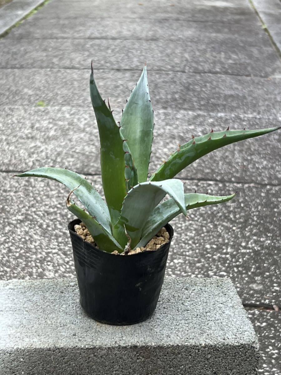 アガベ シャウィ Agave shawii subsp. shawii_画像5