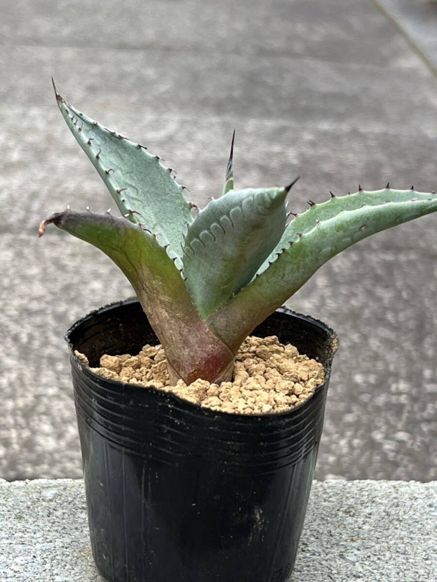 Agave havardiana アガベ ハバーディアナ_画像5