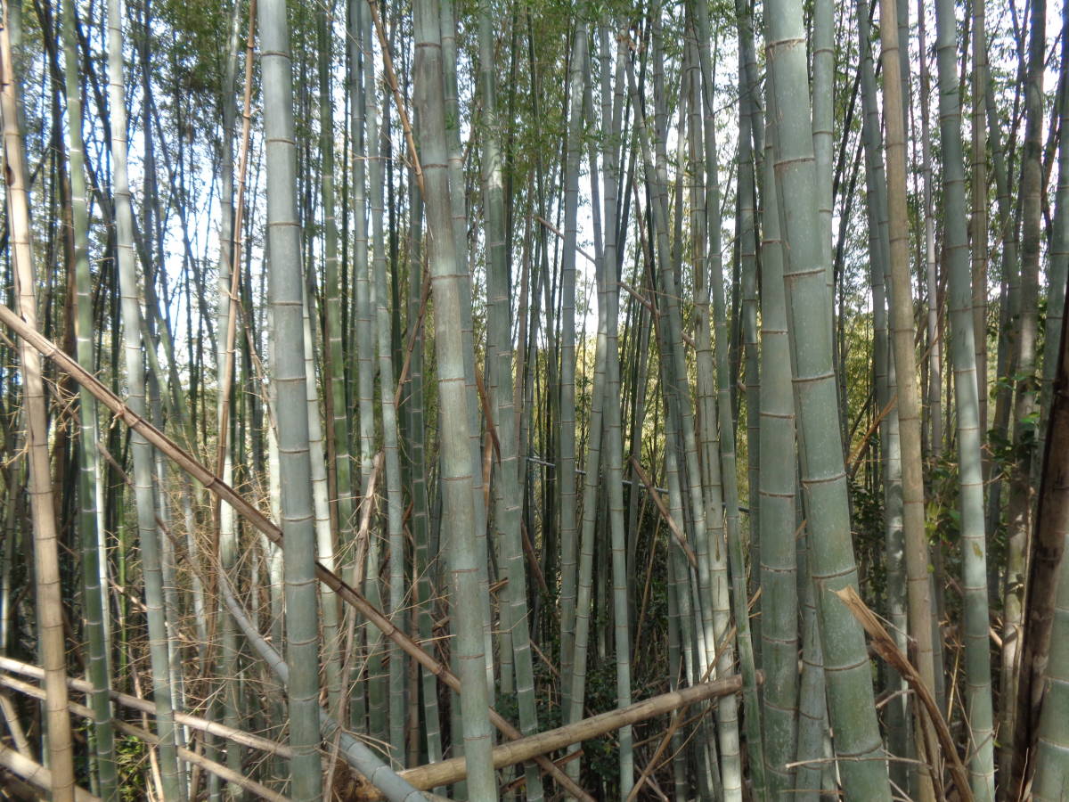 たけのこ 筍 11ｋｇ 米ぬか付き ４月１１日採取分 大型 大分県産  送料無料 タケノコ 竹の子の画像3
