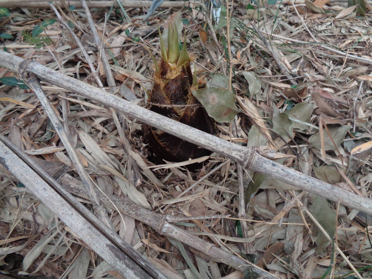 たけのこ 筍 11ｋｇ 米ぬか付き ４月１１日採取分 大型 大分県産  送料無料 タケノコ 竹の子の画像2