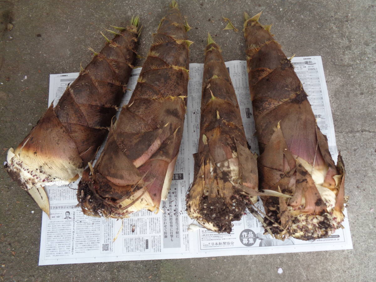 たけのこ 筍 11ｋｇ 米ぬか付き ４月１１日採取分 大型 大分県産  送料無料 タケノコ 竹の子の画像1