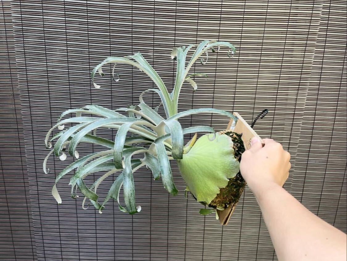 Bibian 比比昂- ☆きよしP. alcicorne var.Madagascar 'compact Bibian 比比昂- ☆きよしP. alcicorne var.Madagascar 'compact