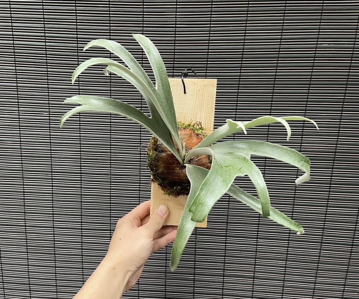 Bibian 比比昂- ☆きよしP. alcicorne var.Madagascar 'compact Bibian 比比昂- ☆きよしP. alcicorne var.Madagascar 'compact