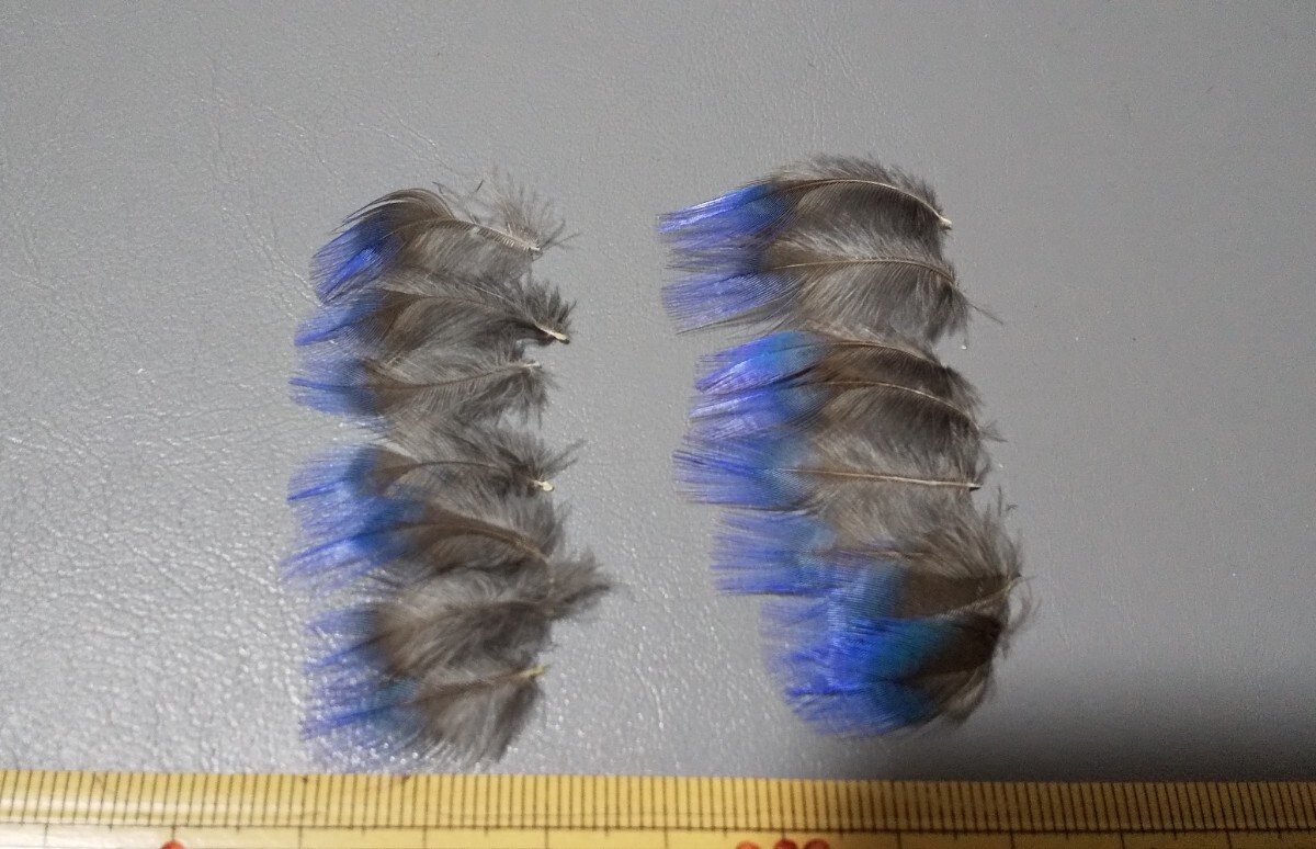 AM ジャワキングフィッシャー フェザー 綺麗 羽根 素材 フライ ハンドメイド の画像2