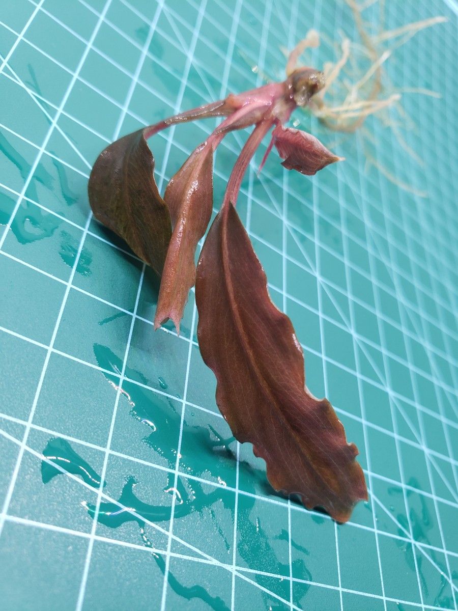 ブセファランドラ ディープパープル AZ便 Bucephalandra sp.①