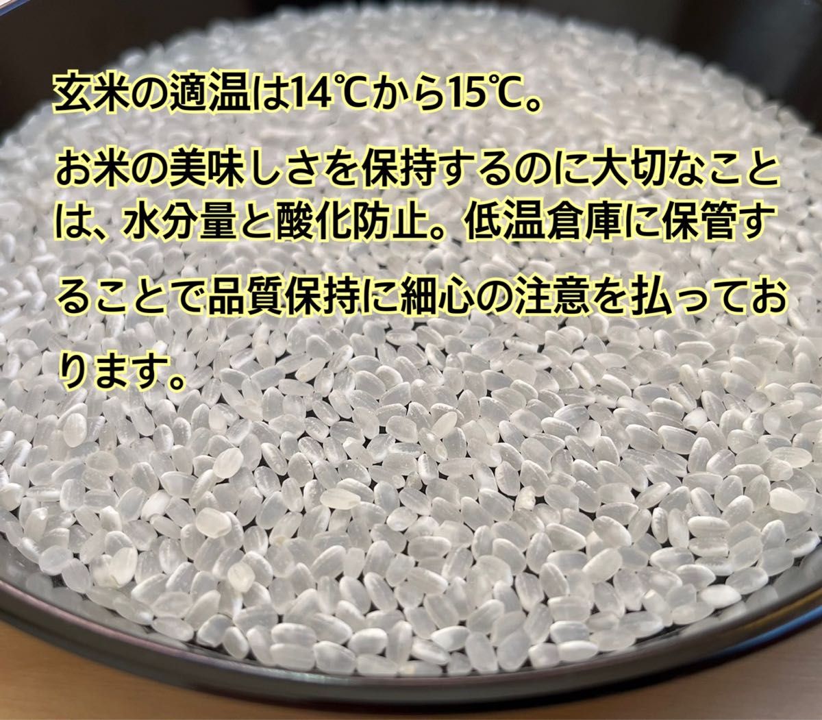 【新米　令和5年産】淡路島産　キヌヒカリ　白米10キロ　低農薬　産地直送　無洗米対応可能