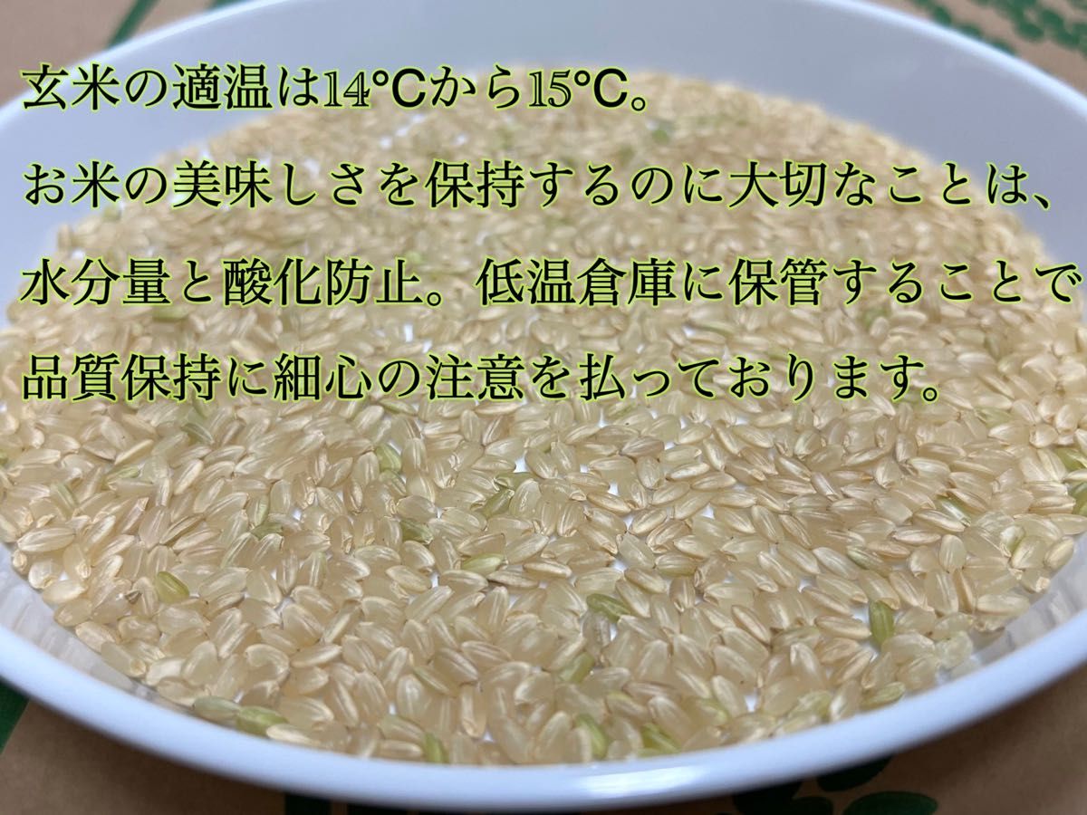 【新米　令和5年産】淡路島産　キヌヒカリ　玄米10キロ　低農薬　産地直送　セール　お得