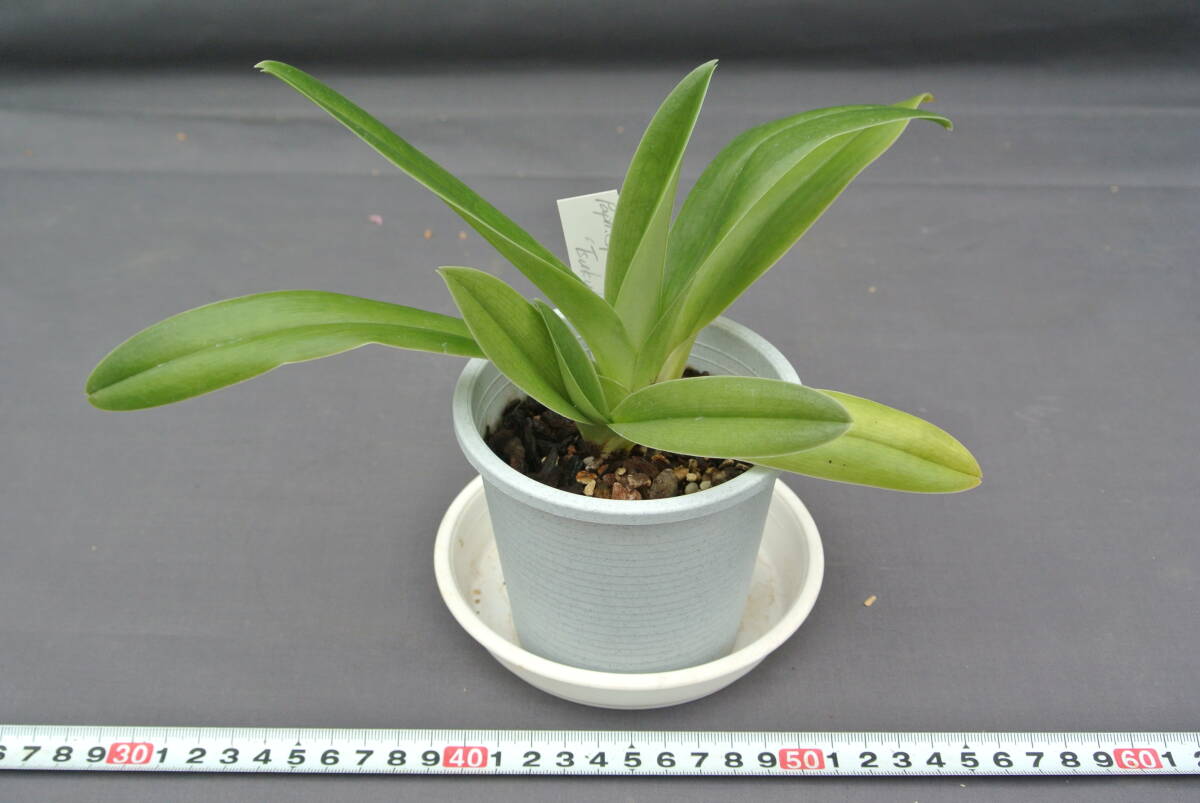 【入賞花パフィオ】Paph. Speedmaster 'Tsukuba No.3' BM/JOGAの画像2